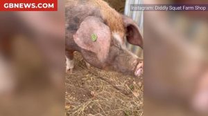 Clarkson’s Farm fans issue urgent plea as Lisa Hogan delivers huge update on Richard Ham: ‘Please DON’T!’