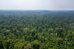 Protecting Brazil and Indonesia’s tropical forests requires political will, law enforcement and public pressure