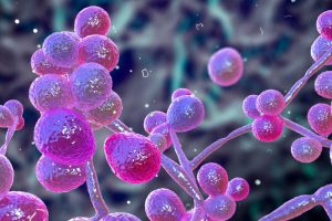 The fungi living in the body play an important role in health – here’s what you should know about the ‘mycobiome’