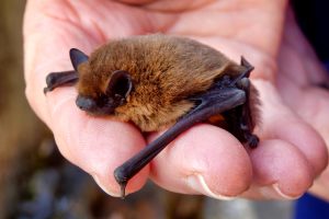 Seven things Halloween and Hollywood get wrong about bats
