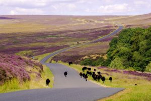 Walking through the North York Moors National Park – a place of adventure, conservation and healing