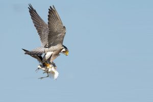 Why national parks and nature reserves don’t always safeguard ecosystems as expected