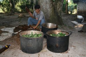 A psychedelic tour of Earth’s ecosystems – from the desert to Siberia
