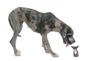It’s a myth that the Victorians created modern dog breeds – we’ve uncovered their prehistoric roots