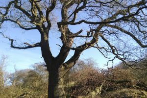 What do trees remember? Our research reveals trauma and hope hidden in their memories