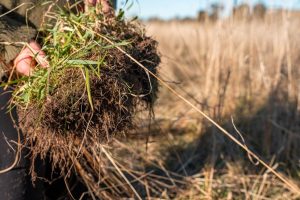 How soil could help us reach climate targets
