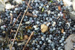 Plastic ‘bio-beads’ from sewage plants are polluting the oceans and spreading superbugs – but there are alternatives