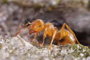 The parasitic ant who makes workers kill their own queen