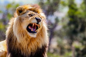 Lions have two types of roar – new research
