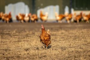 First human bird-flu death from H5N5 – what you need to know