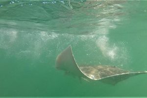 Introducing a new way to track animals in the deep blue