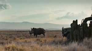 Rhino: documentary unravels the challenges rangers face, but that’s not the whole story