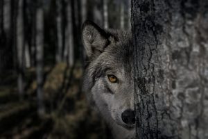 How Hollywood horror’s ‘killer wolf’ trope is sabotaging rewilding efforts